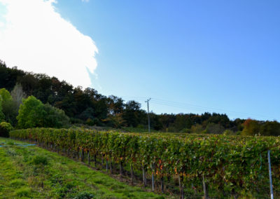 Weinbau an der Mosel 22 Weinberge Briedel