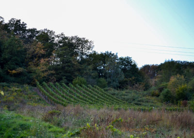 Weinbau an der Mosel 12 Weinberge in Briedel