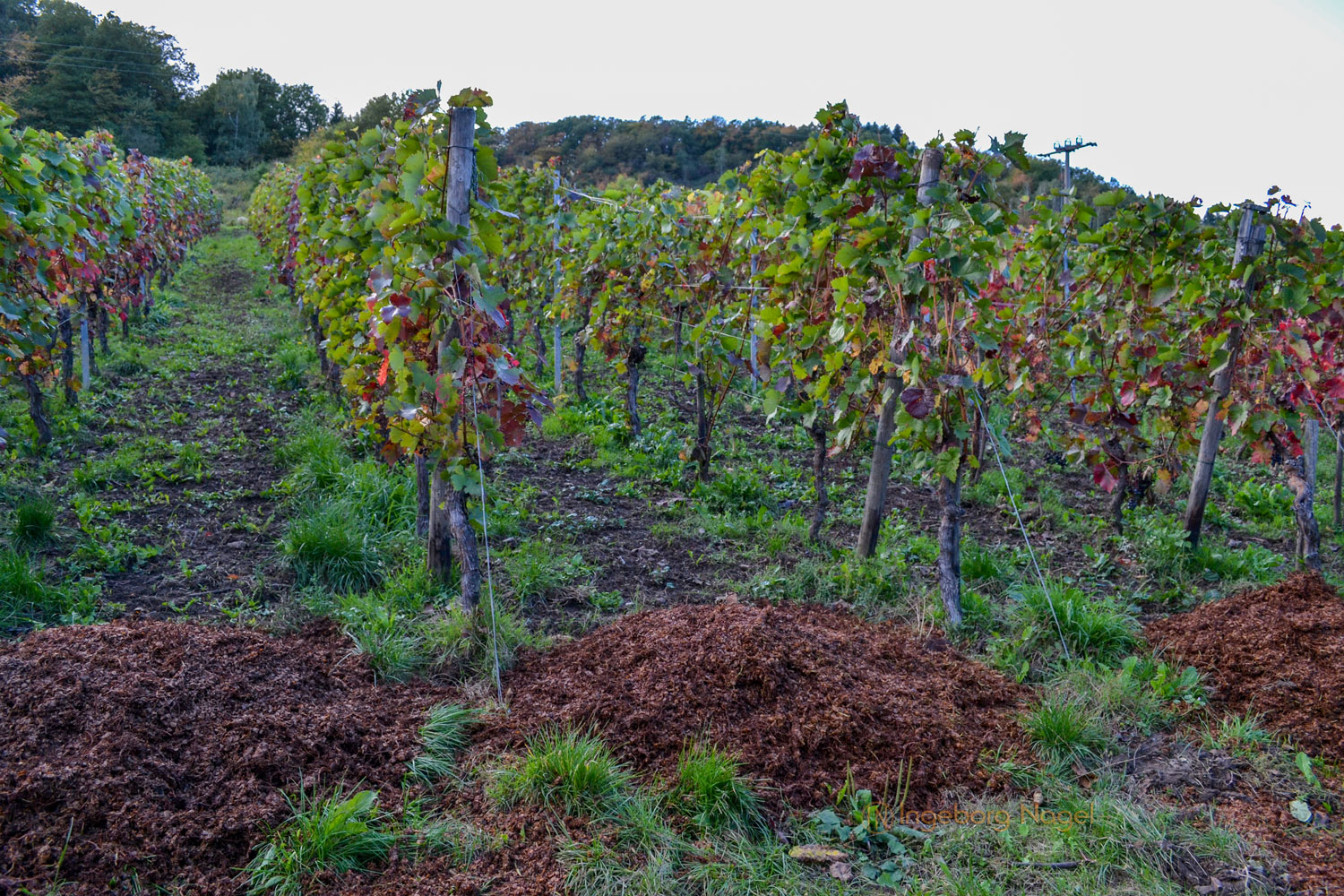 Weinbau an der Mosel 33 DSC_0217
