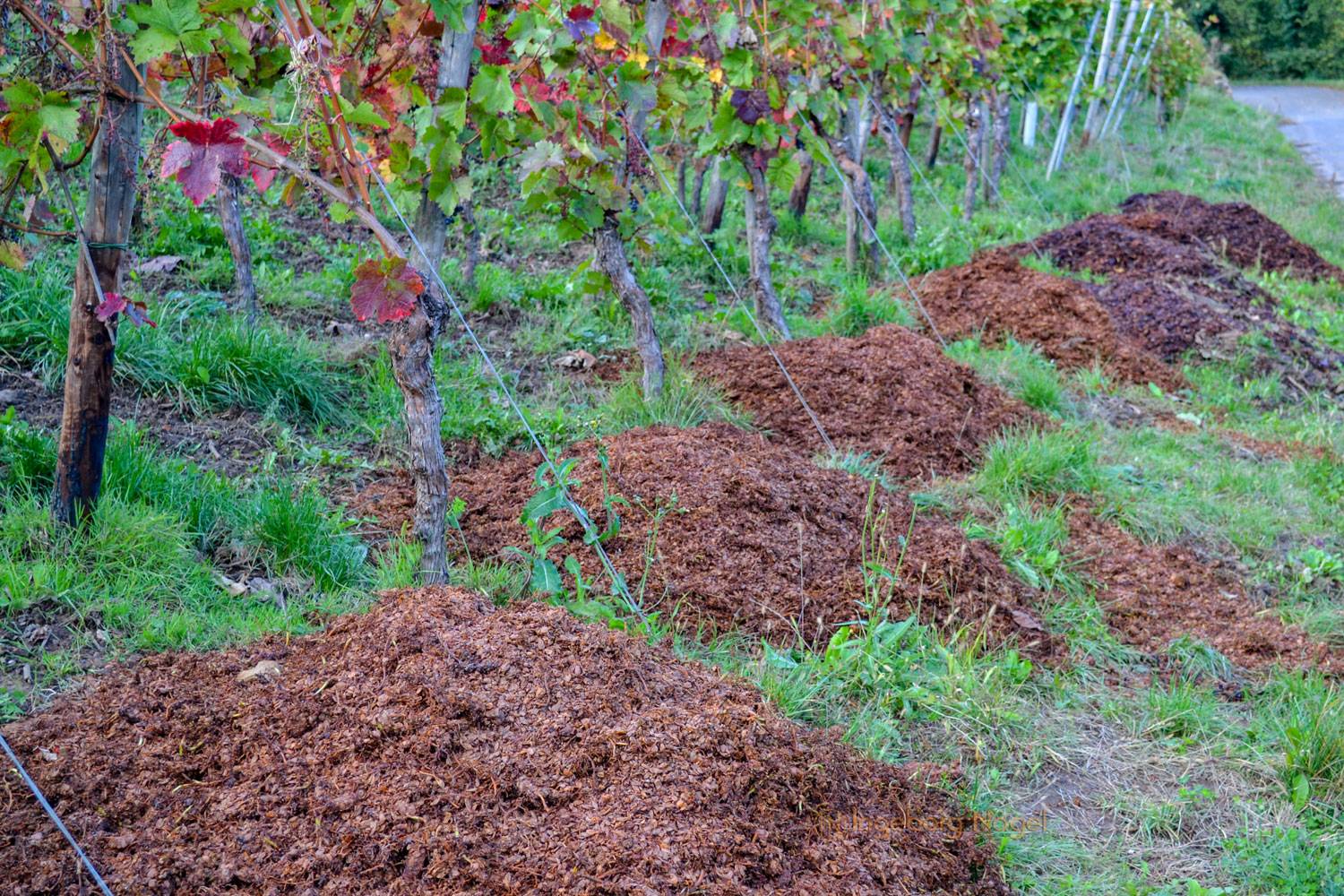 Weinbau an der Mosel 34 DSC_0221
