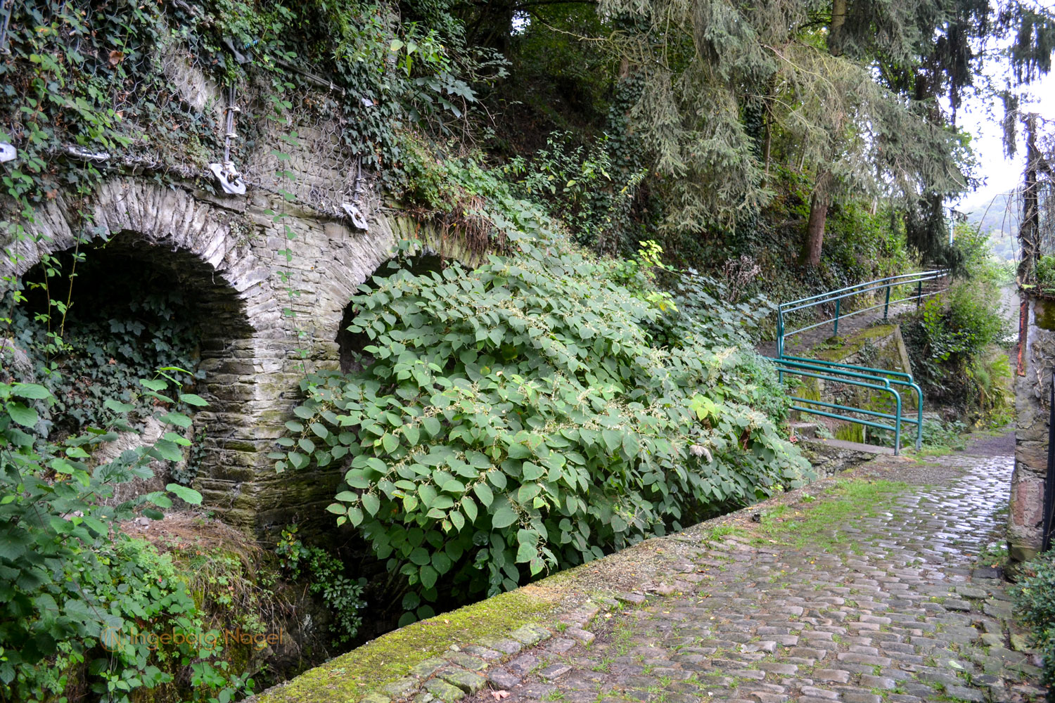 Traben-Trarbach - Teil 1 Stadtteil Trarbach 13 DSC_0564