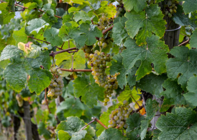 Die Marienburg an der Mosel 14 Weinberge an der Marienburg Mosel