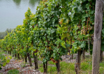 Weinberge an der Marienburg Mosel