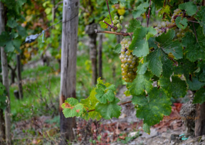 Die Marienburg an der Mosel 16 Weinberge an der Marienburg Mosel