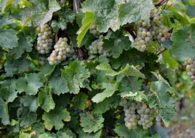 Die Marienburg an der Mosel 17 Weinberge an der Marienburg Mosel