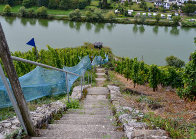 Die Marienburg an der Mosel 12 Weinberge an der Marienburg Mosel