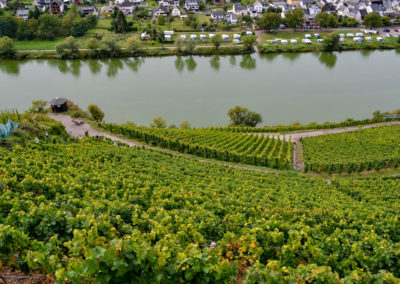 Weinberge an der Marienburg Mosel