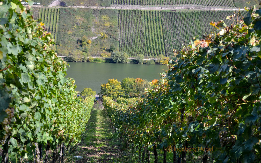Weinberge in Briedel