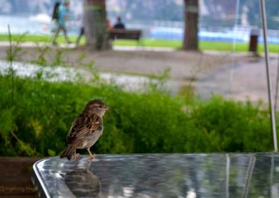 Nach einer atemberaubenden Fahrt - wir sind wieder in Riva del Garda 19 am Strand von Riva del Garda