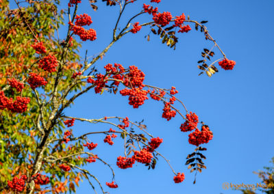 Der Schluchsee im Schwarzwald 20 Schluchsee Schwarzwald