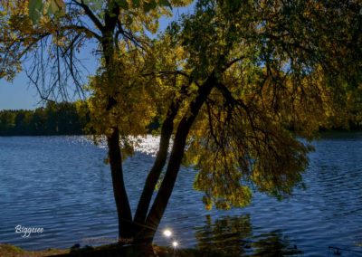 Viel Wald und Wasser - Im Sauerland 13 Biggetalsperre