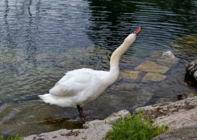 Nach einer atemberaubenden Fahrt - wir sind wieder in Riva del Garda 20 am Gardasee