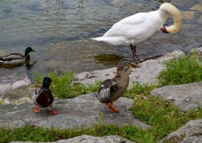 Nach einer atemberaubenden Fahrt - wir sind wieder in Riva del Garda 22 am Gardasee