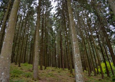 Viel Wald und Wasser - Im Sauerland 4 Sauerland bei Olpe