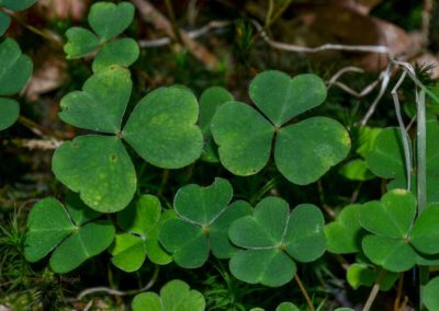 Viel Wald und Wasser - Im Sauerland 5 Sauerland bei Olpe