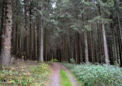 Viel Wald und Wasser - Im Sauerland 6 Sauerland bei Olpe