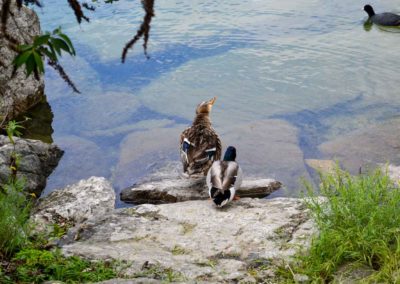 Nach einer atemberaubenden Fahrt - wir sind wieder in Riva del Garda 25 am Gardasee