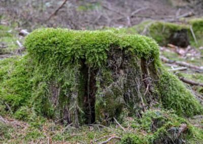 Viel Wald und Wasser - Im Sauerland 7 Sauerland bei Olpe