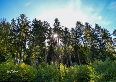 Viel Wald und Wasser - Im Sauerland 34 Halver