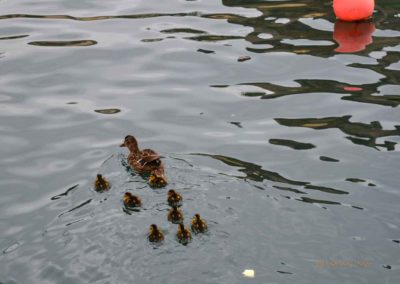 Torri del Benaco am Gardasee 6 Torri del Benaco