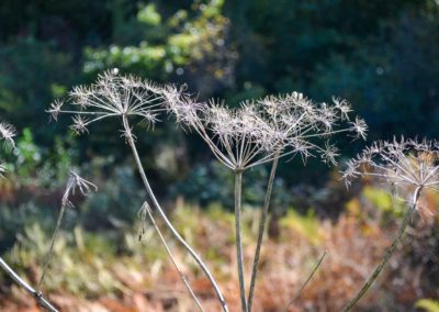 Viel Wald und Wasser - Im Sauerland 35 Halver