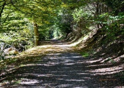 Viel Wald und Wasser - Im Sauerland 36 Halver