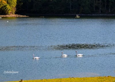 Viel Wald und Wasser - Im Sauerland 22 Listertalsperre