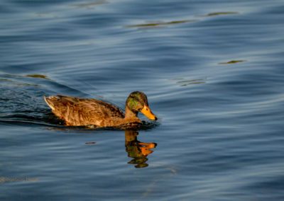 Viel Wald und Wasser - Im Sauerland 27 Listertalsperre
