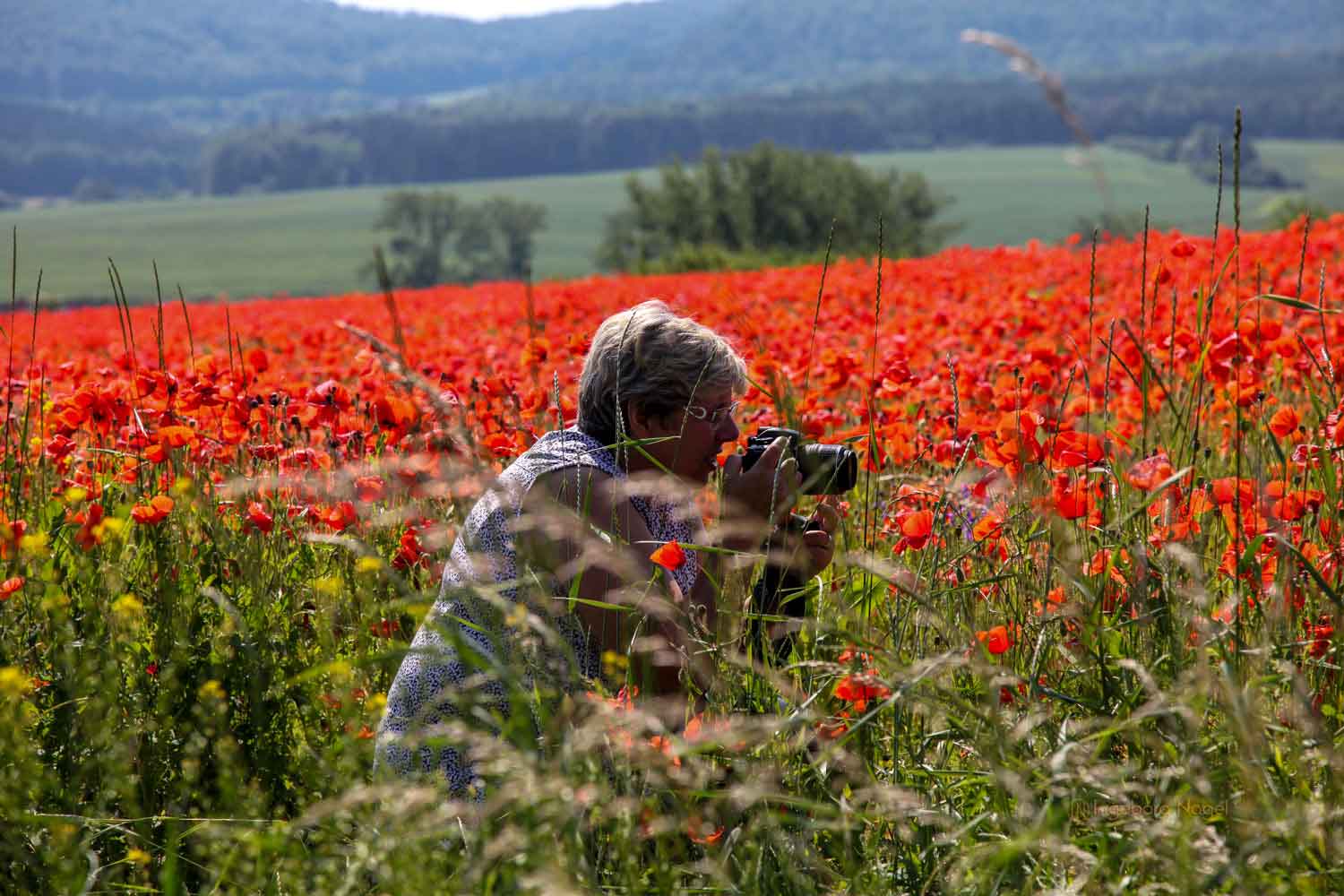 Best of 2019 - meine Reisehighlights, Teil 3 11 Im-Mohnfeld_Inges Reiseblog