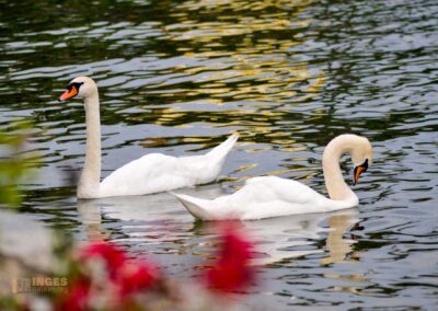 Schwäne auf dem Bodensee bei Lindau