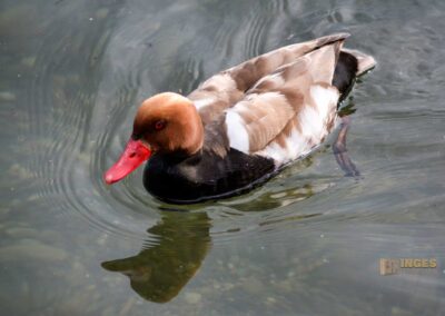 Ente auf dem Bodensee bei Lindau