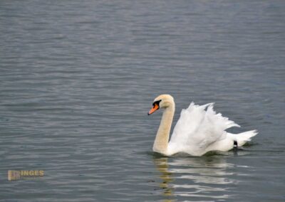 Schwan auf dem Bodensee bei Lindau