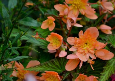 Im Park bei Lindau am Bodensee