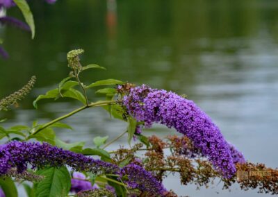Der Bodensee bei Lindau