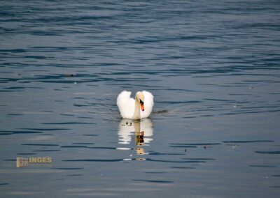 Schwan auf dem Bodensee bei Lindau