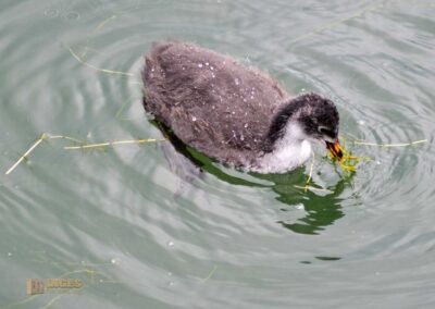 Ente auf dem Bodensee bei Lindau