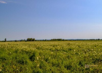 Federsee bei Bad Buchau