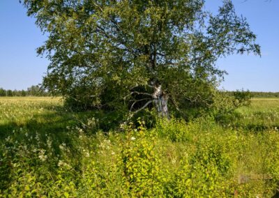 Federsee bei Bad Buchau