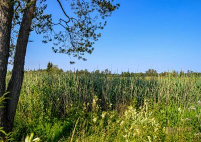 Federsee bei Bad Buchau
