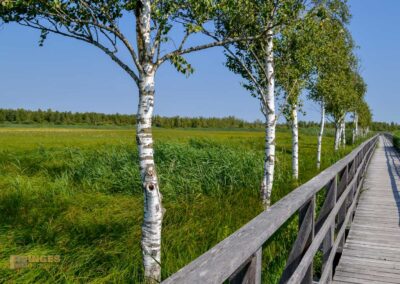 Federsee bei Bad Buchau