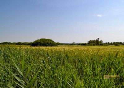 Federsee bei Bad Buchau