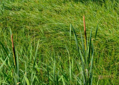 Federsee bei Bad Buchau