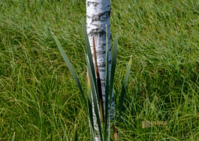 Federsee bei Bad Buchau