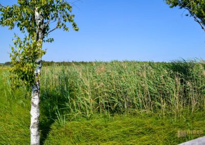 Federsee bei Bad Buchau