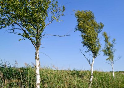 Federsee bei Bad Buchau