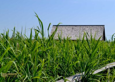 Federsee bei Bad Buchau