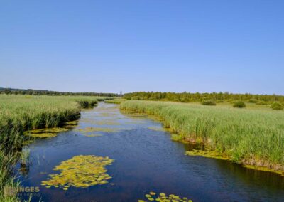 Federsee bei Bad Buchau