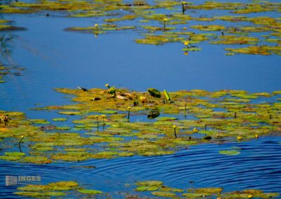 Federsee bei Bad Buchau