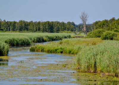 Federsee bei Bad Buchau