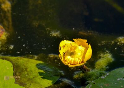 Federsee bei Bad Buchau